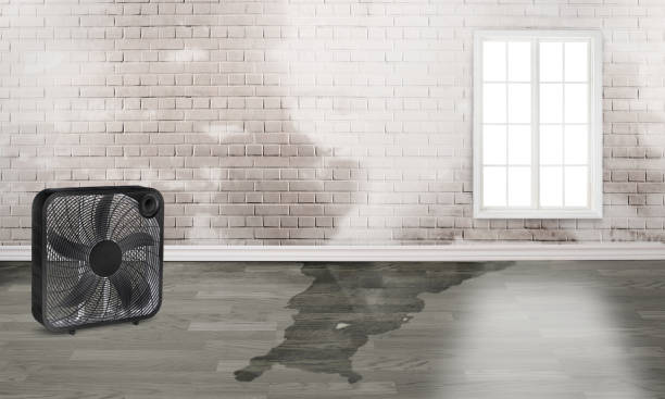Best Flood damage cleanup  in East Mountain, TX